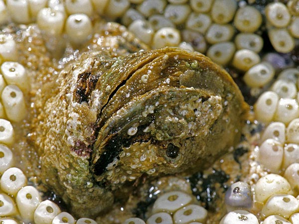 Представитель Семейства Cleidothaeridae